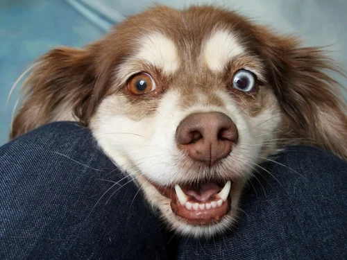 Chiron Burcu Hesaplama: Karmik Yaralarınızı Keşfedin